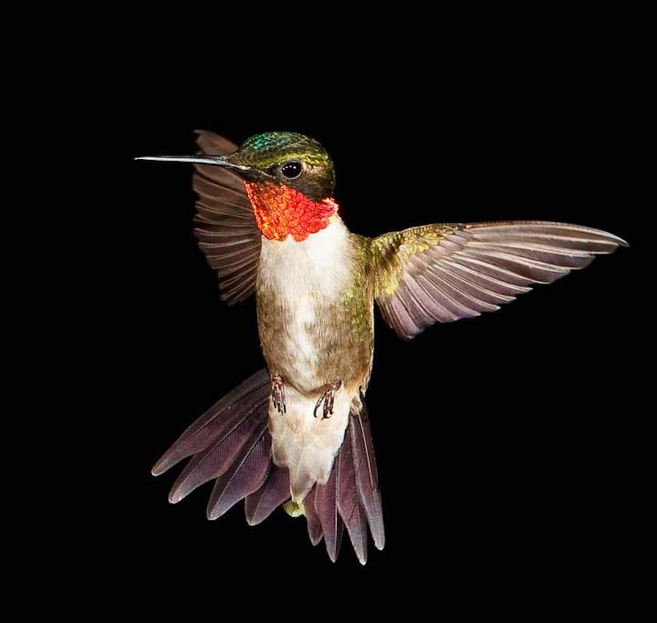 leyenda del colibrí